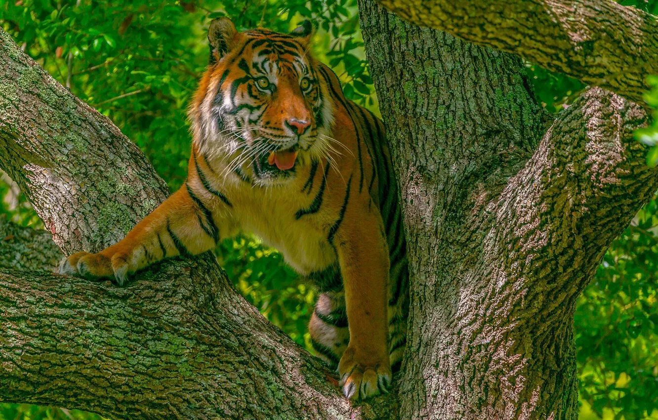 Фото обои тигр, хищник, дикая кошка, на дереве