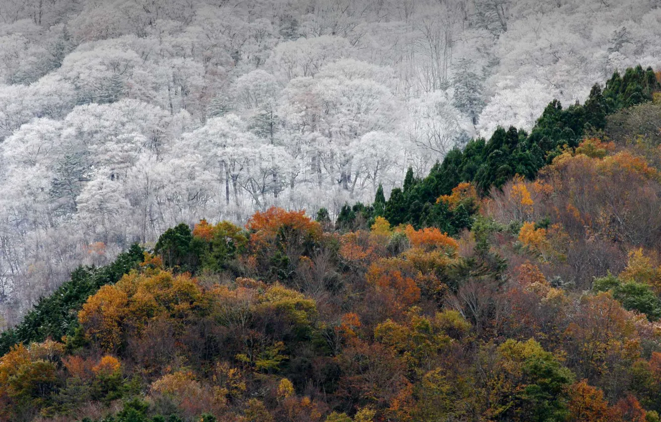 Фото обои зима, осень, лес, Япония, Токусима