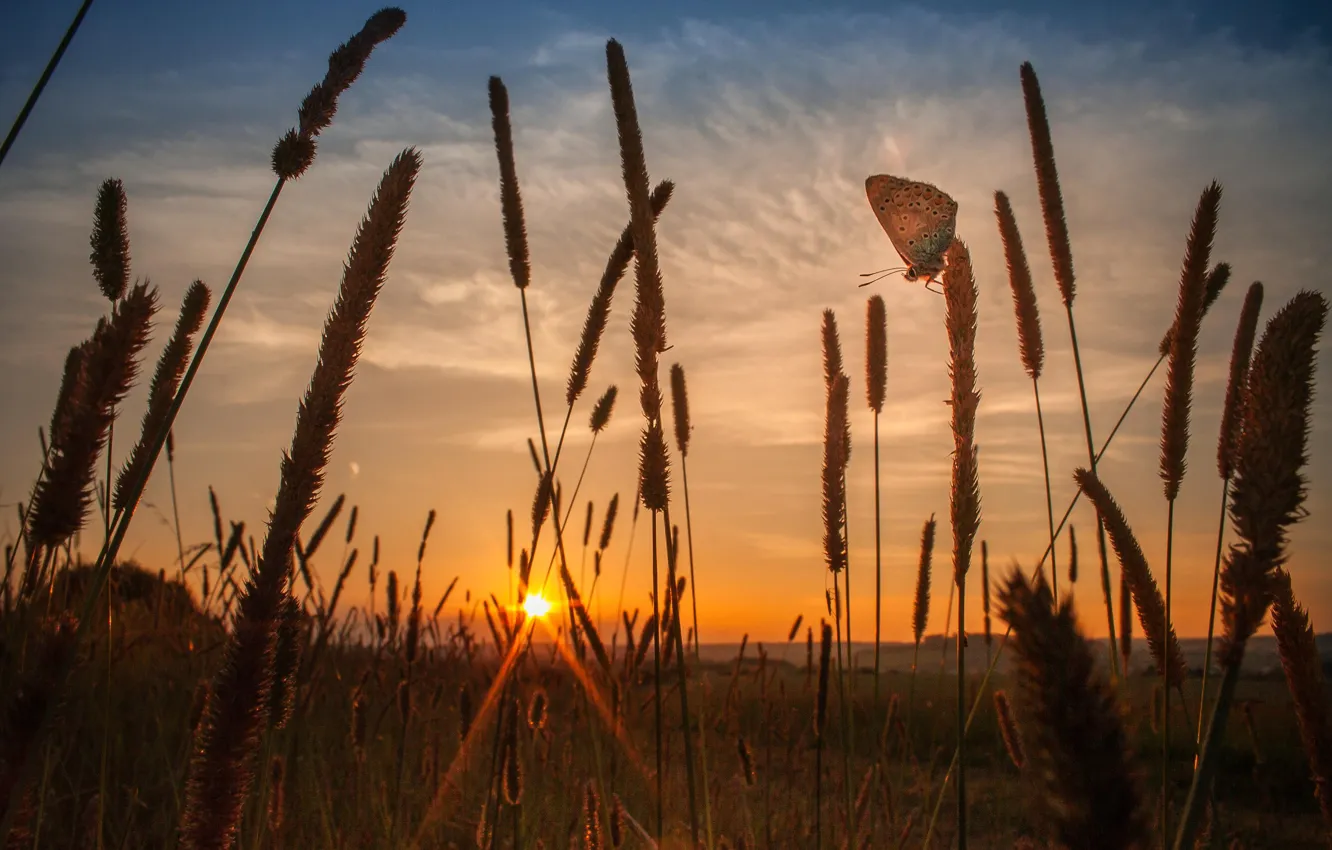 Фото обои поле, небо, солнце, закат, природа, стебли, бабочка, вечер
