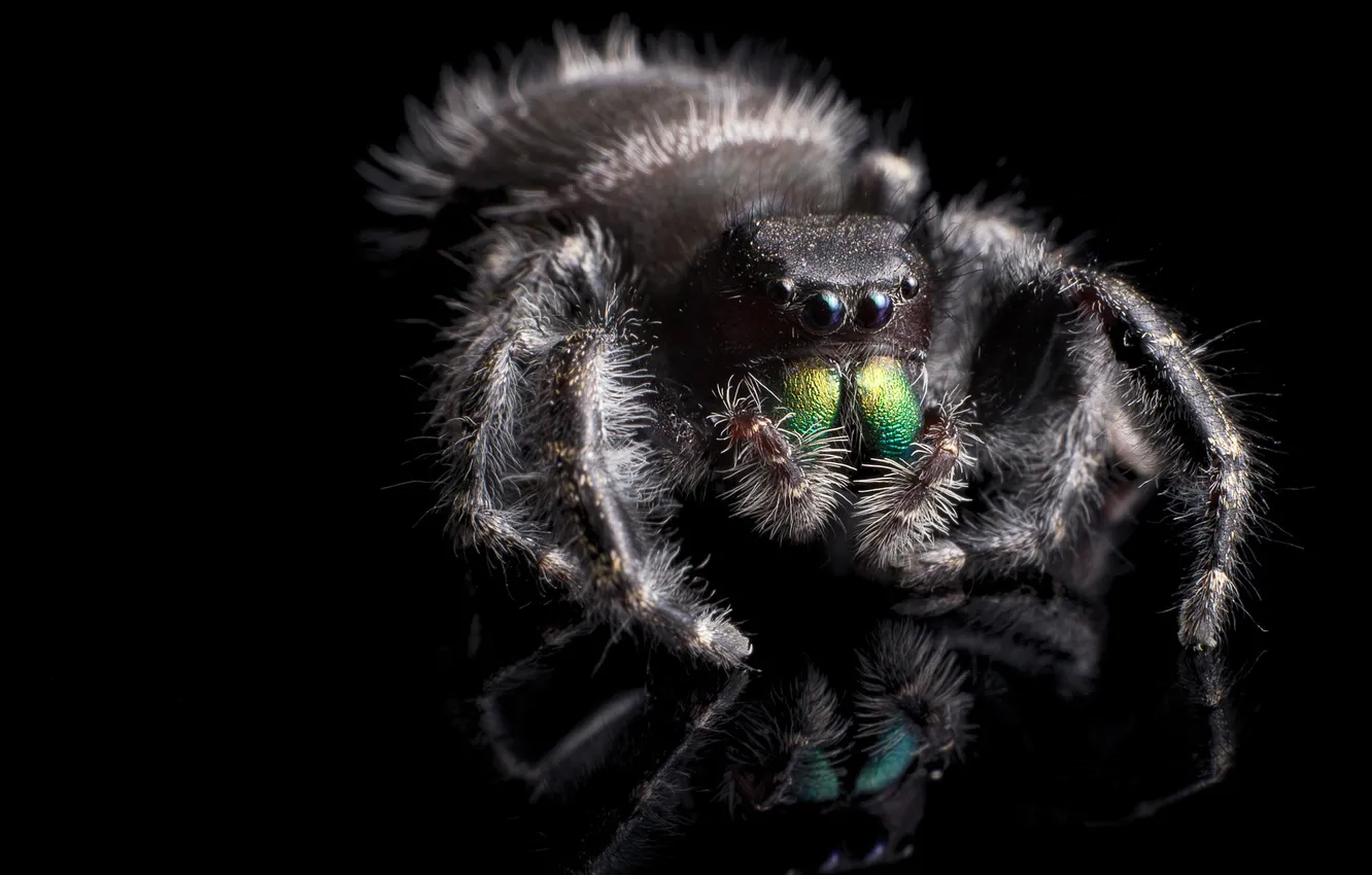Фото обои природа, паук, Phidippus audax