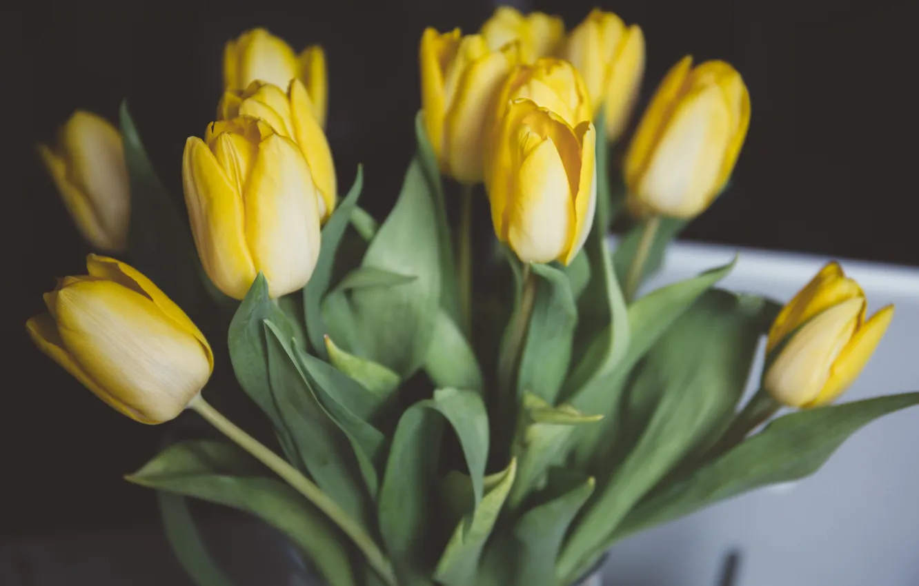 Фото обои цветы, желтые, тюльпаны