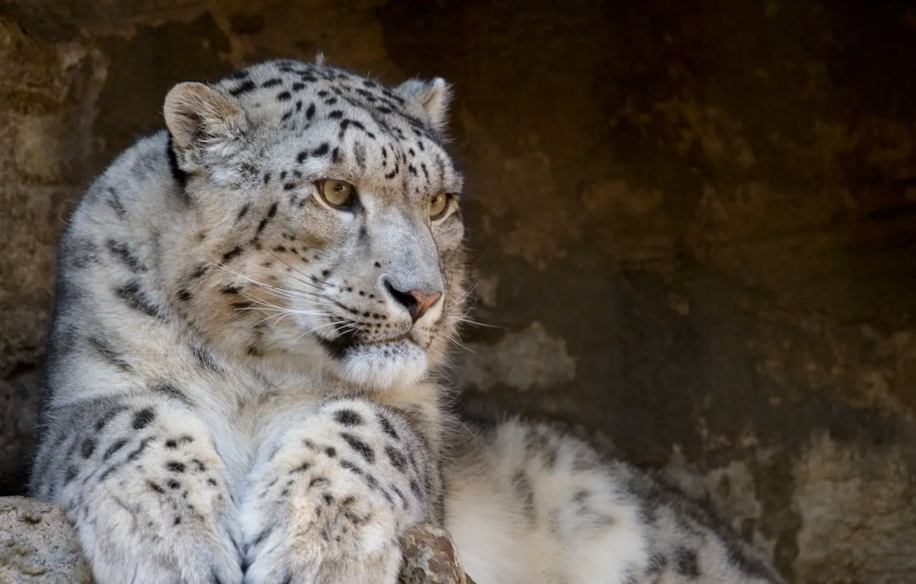 Фото обои хищник, Snow Leopard, ирбис, снежный барс, дикие кошки