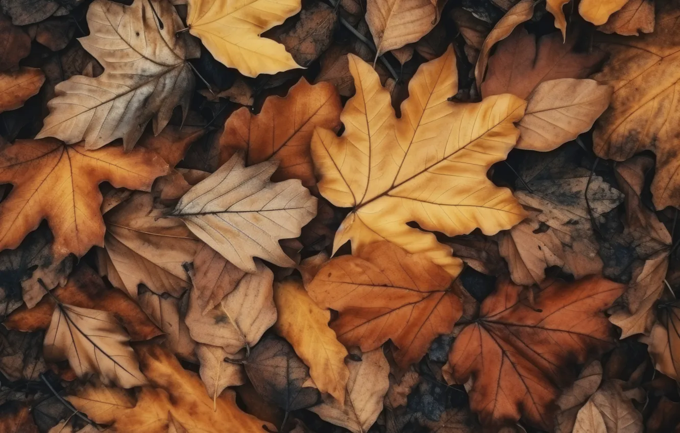 Фото обои осень, листья, фон, close-up, yellow, background, autumn, leaves