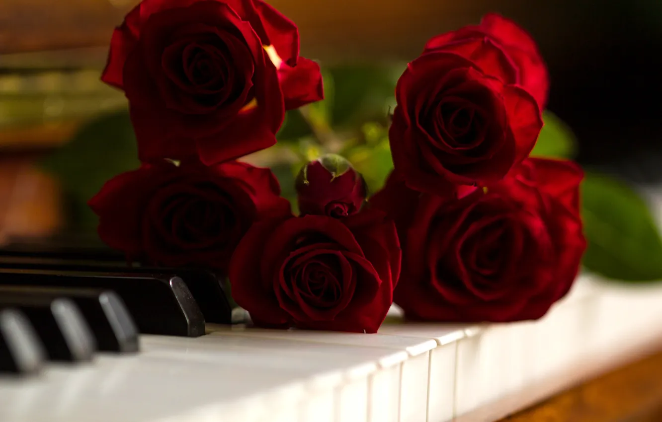 Фото обои розы, клавиши, пианино, бутоны