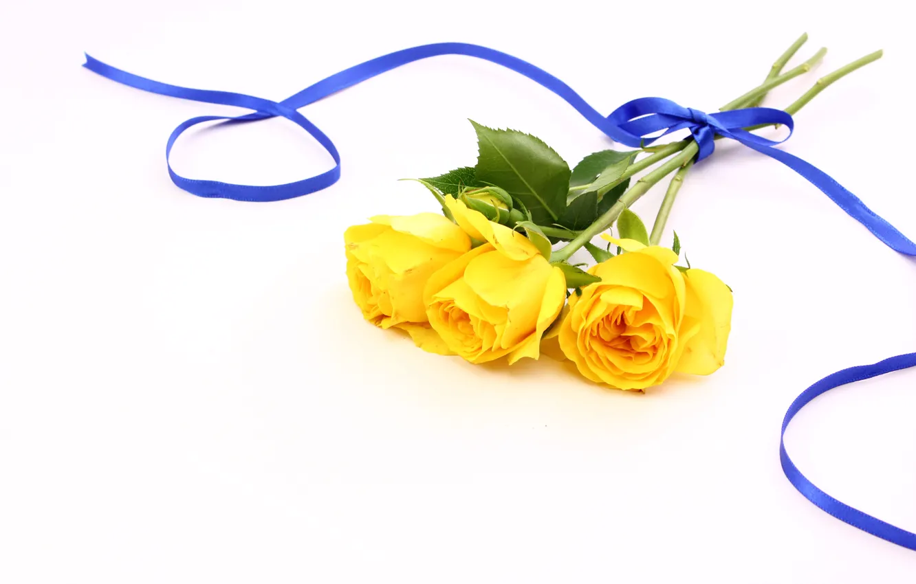 Фото обои цветы, желтый, фон, лента, Розы