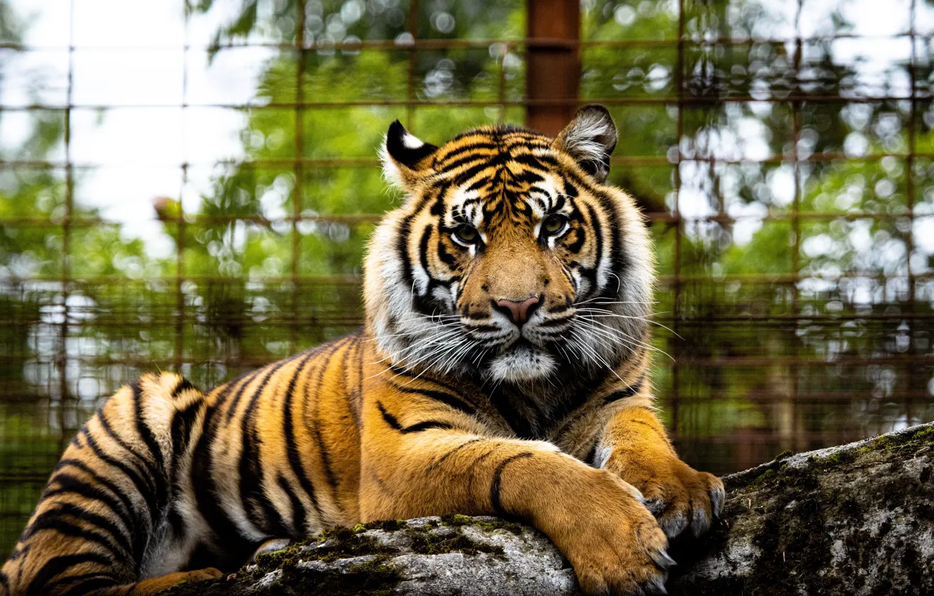 Фото обои взгляд, морда, тигр, забор, зоопарк, боке