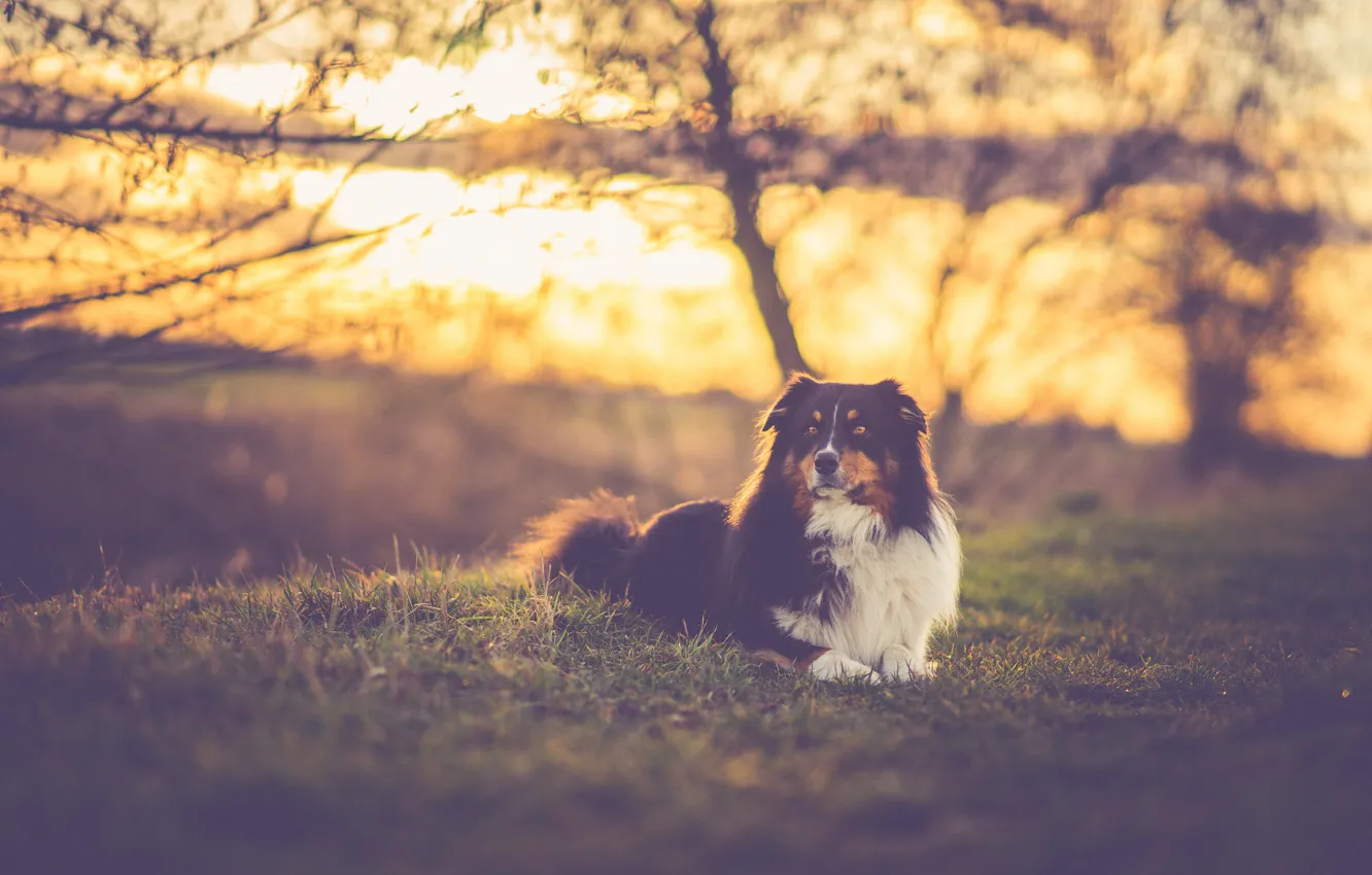 Фото обои grass, trees, field, dog, sundown, sunlight, branches, silhouettes