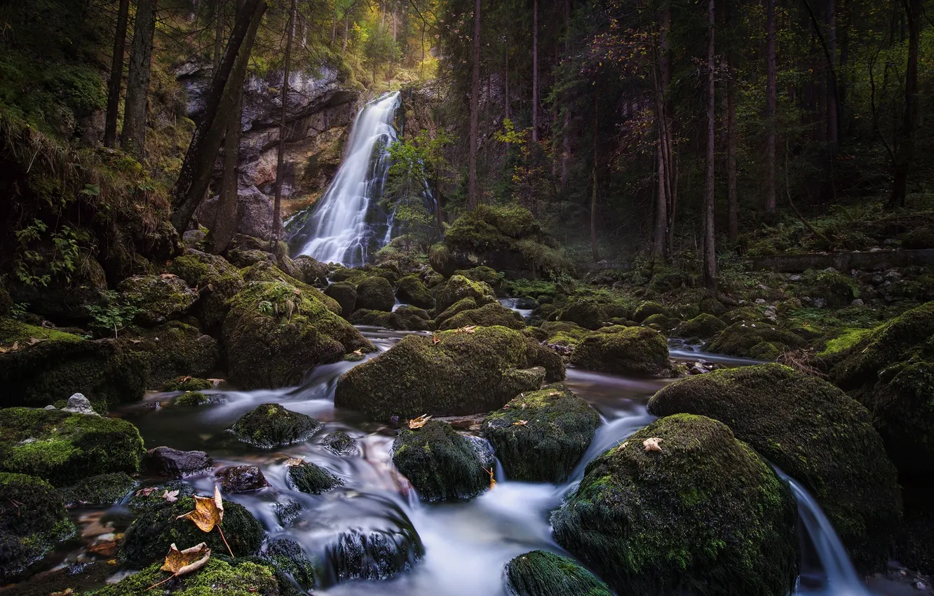 Фото обои лес, деревья, камни, водопад, природа. река