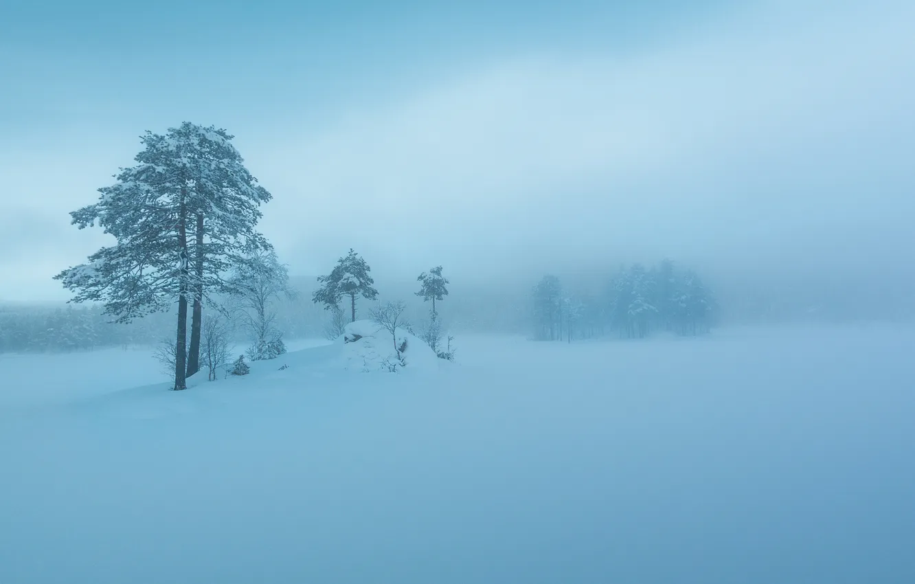 Фото обои зима, небо, снег, деревья, туман