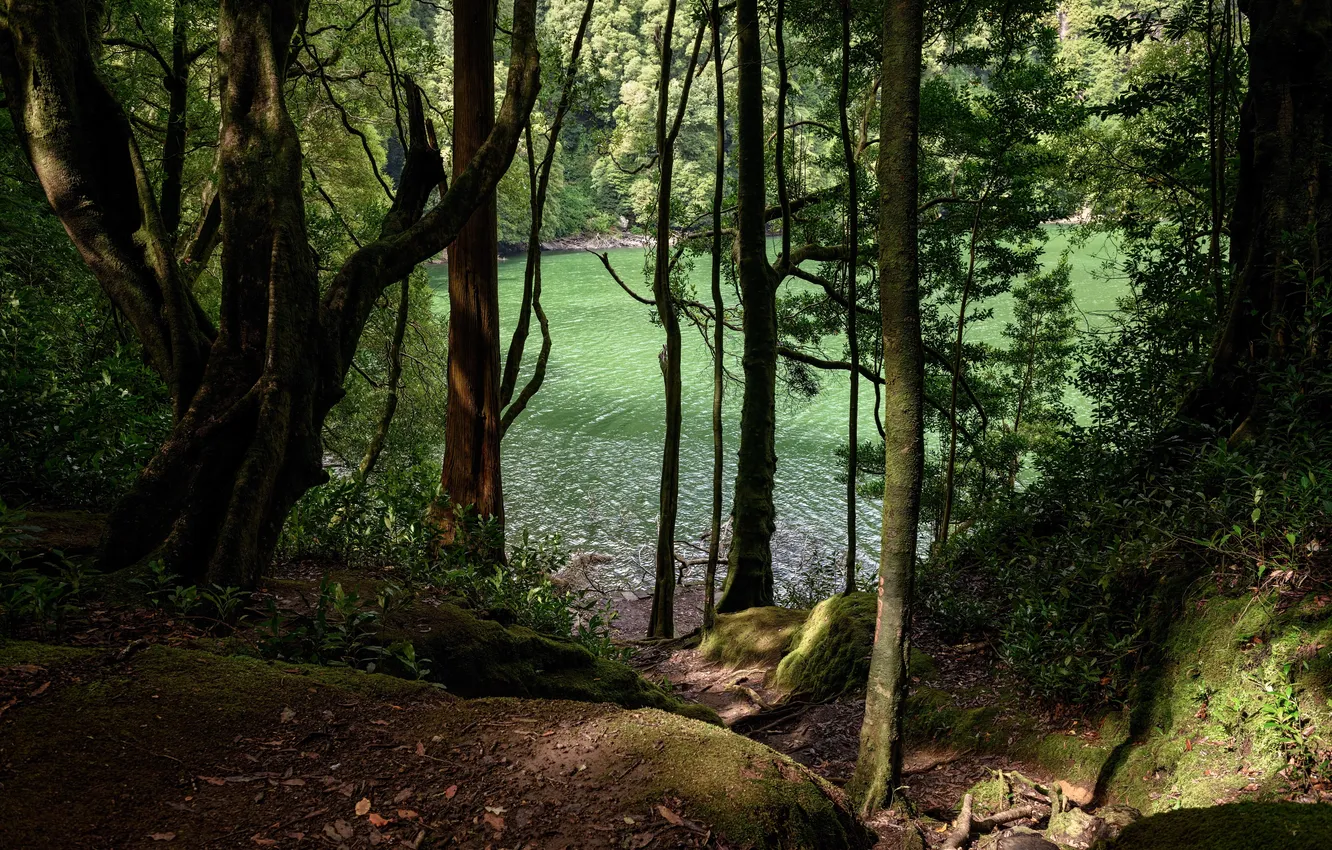 Фото обои лес, деревья, озеро, Португалия, Sao Miguel, Congro