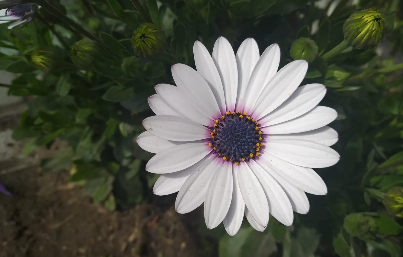 Фото обои Макро, Macro, Остеоспермум, White flower, Белый цветок