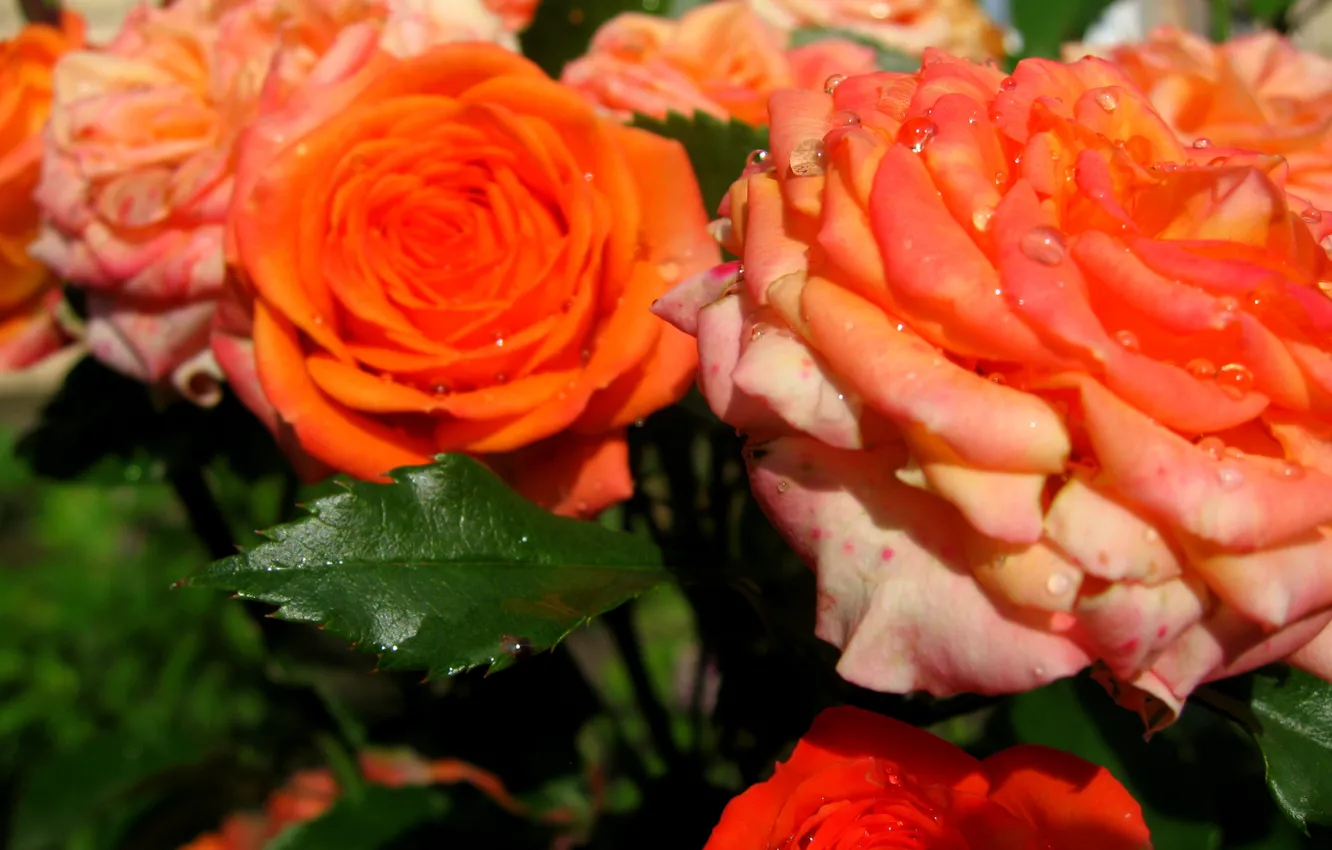 Фото обои цветы, дождь, розы