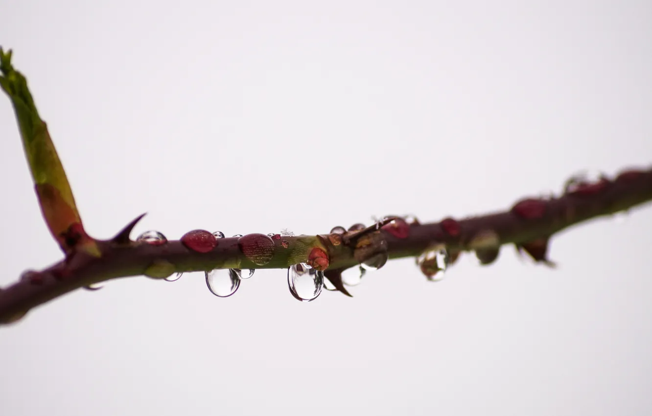 Фото обои dew, branch, dewdrops, rose thorns, rose bush