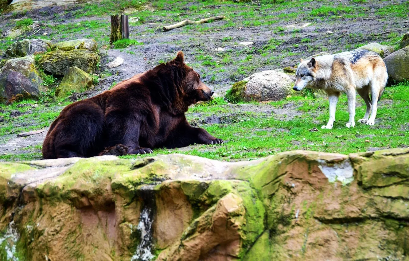 Фото обои bear, nature, snow, predator, face, animal, wolf, wildlife