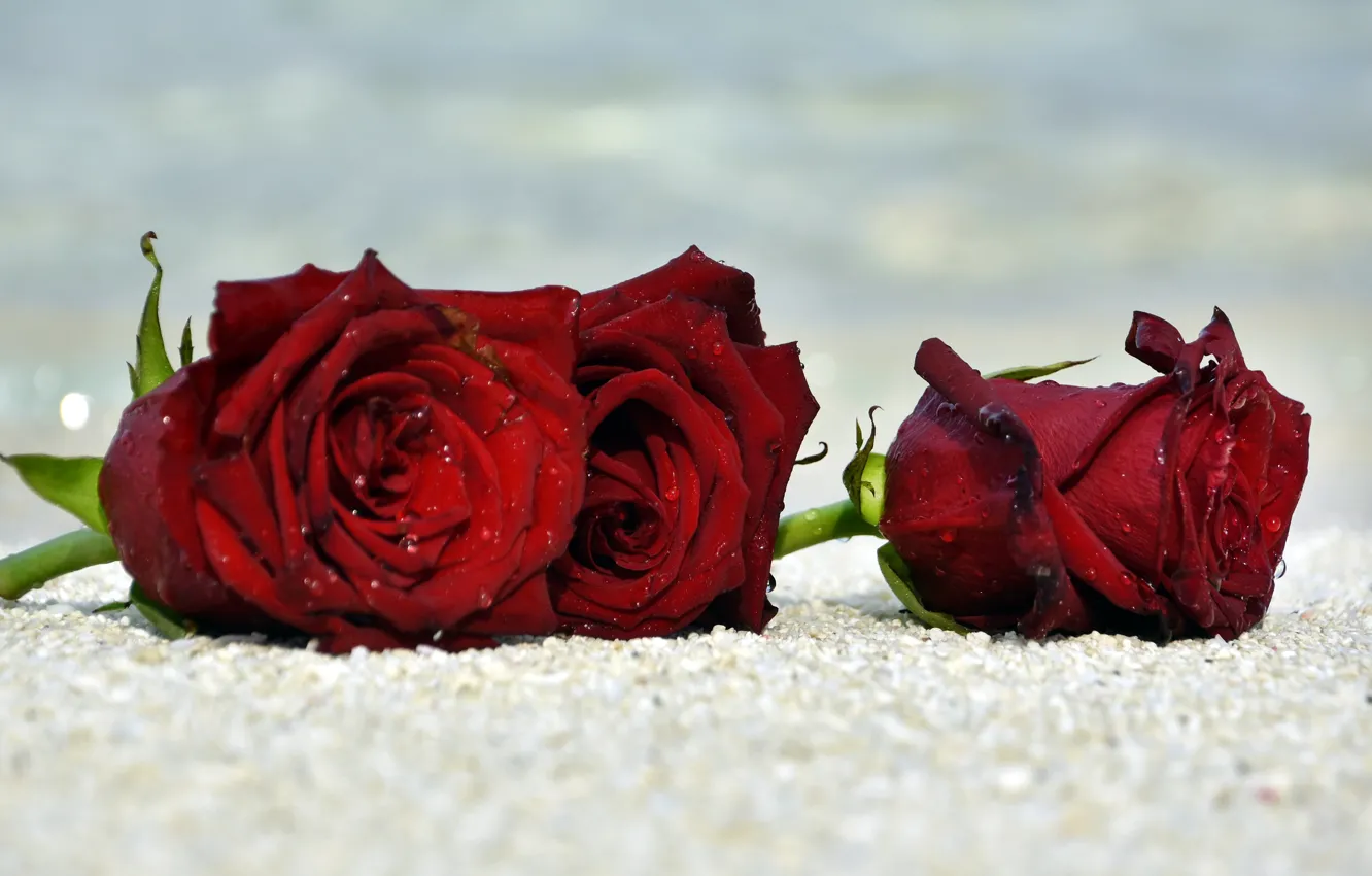 Фото обои песок, море, пляж, капли, макро, цветы, берег, розы