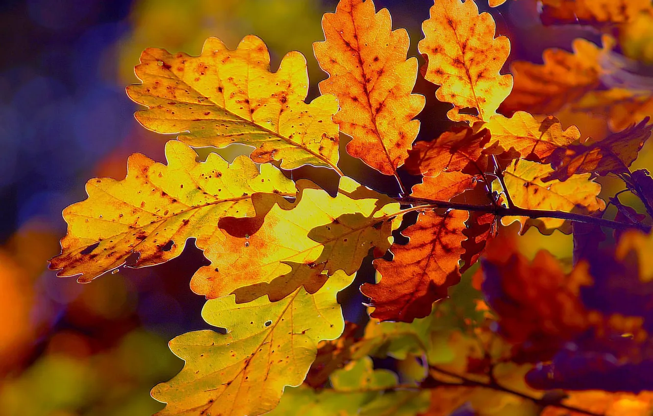 Фото обои листья, ветки, краски осени