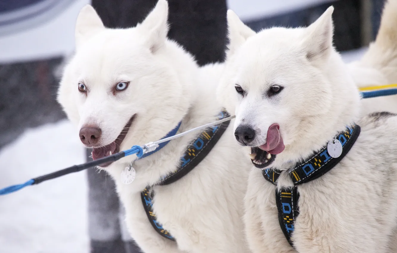 Фото обои собаки, Канада, Canada, хаски, Yukon, Юкон