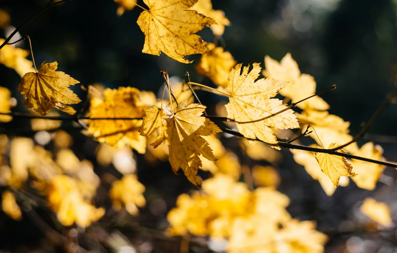 Фото обои листья, ветки, желтый