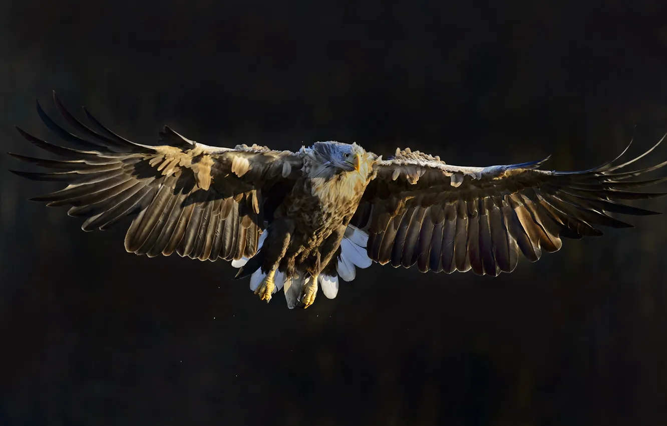 Фото обои природа, птица, White Tailed Eagle