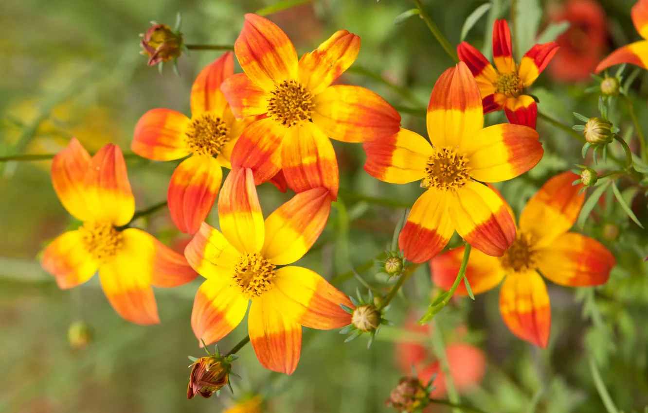 Череда ферулелистная (Bidens ferulifolia)