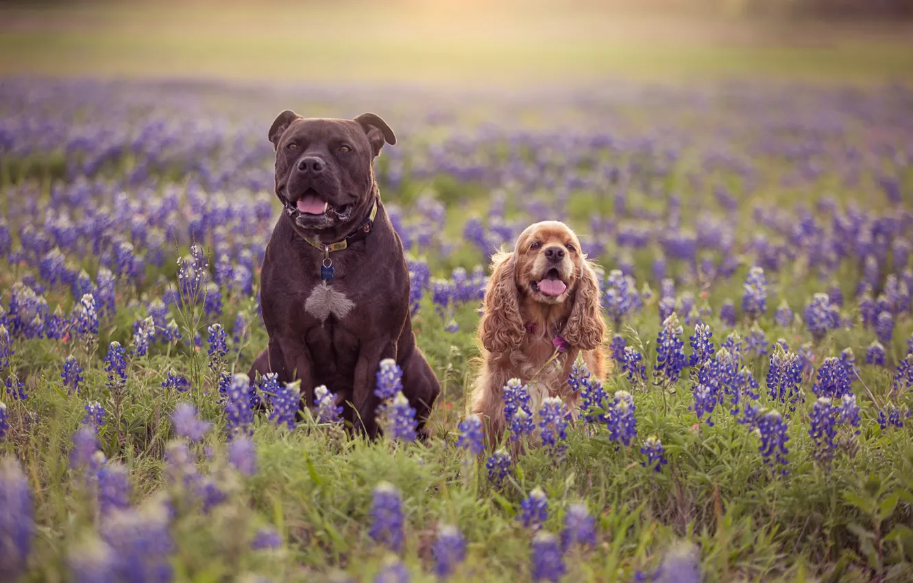 Фото обои собаки, цветы, луг, пара, две собаки, люпины