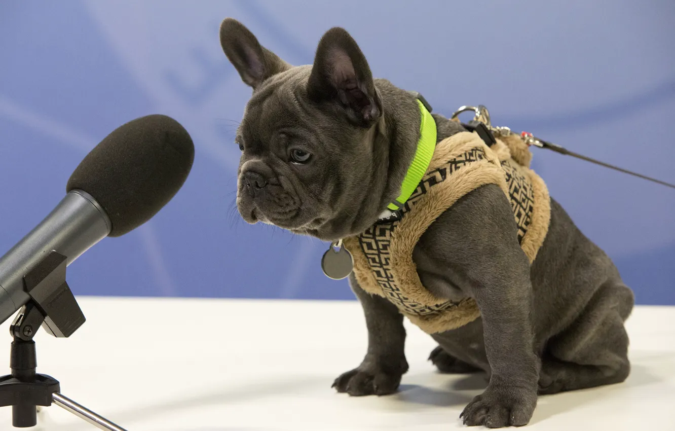 Фото обои собака, бульдог, микрофон, жилетка, Французский бульдог, интервью