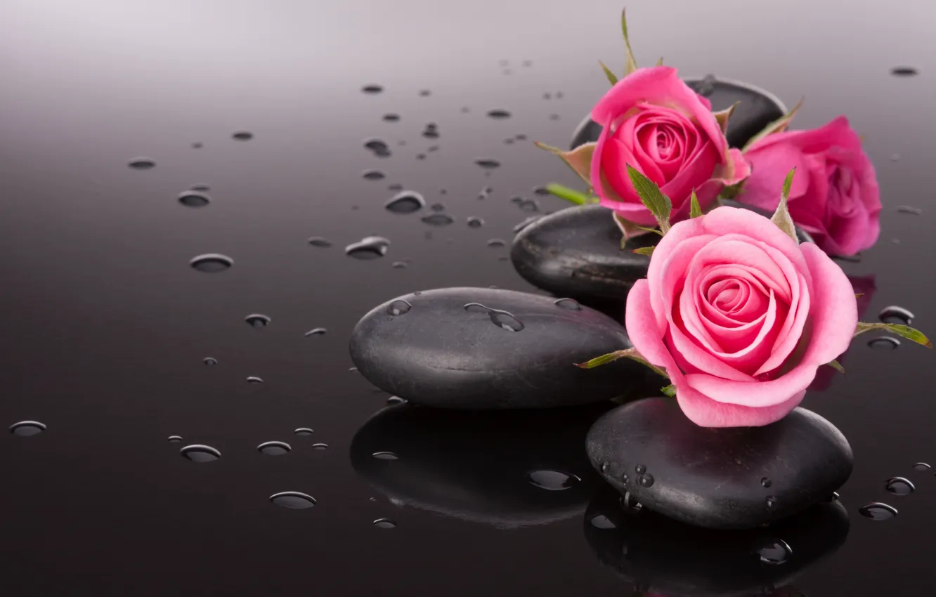Фото обои цветок, камешек, розовая розочка