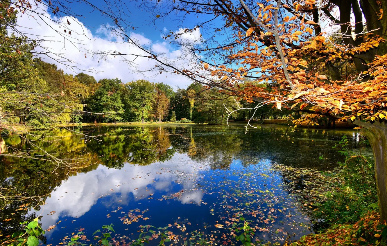 Фото обои осень, лес, небо, деревья, озеро, жёлтые листья