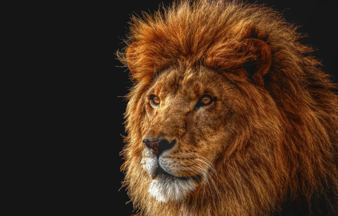 Фото обои морда, лев, царь