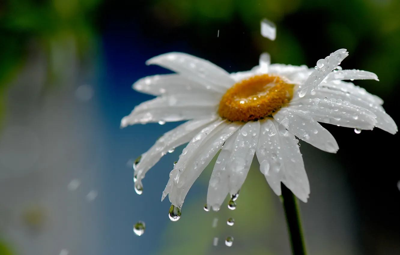Фото обои цветок, вода, капли, природа, дождь, ромашка
