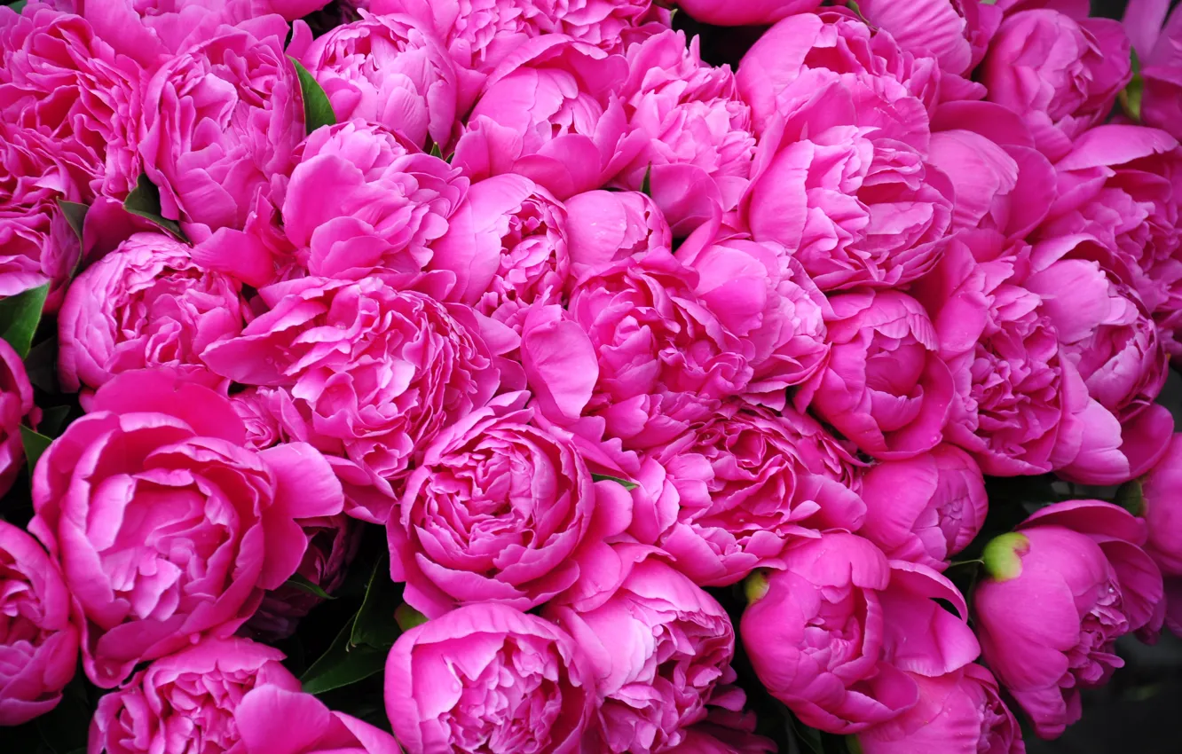 Фото обои Цветы, Лепестки, Розовые, Пионы, Множество