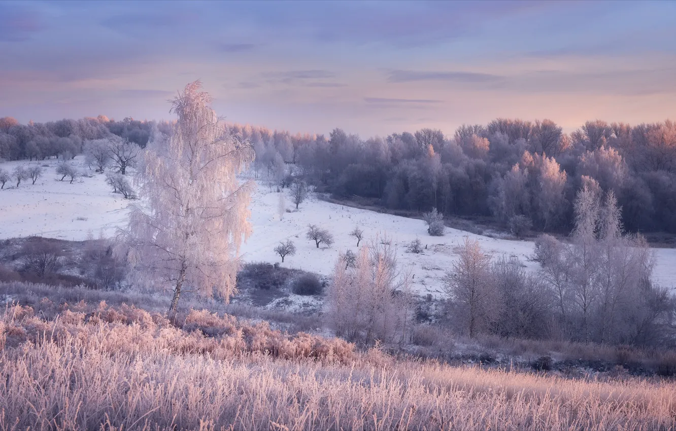 Фото обои зима, иней, трава, снег, деревья, пейзаж, природа, рассвет