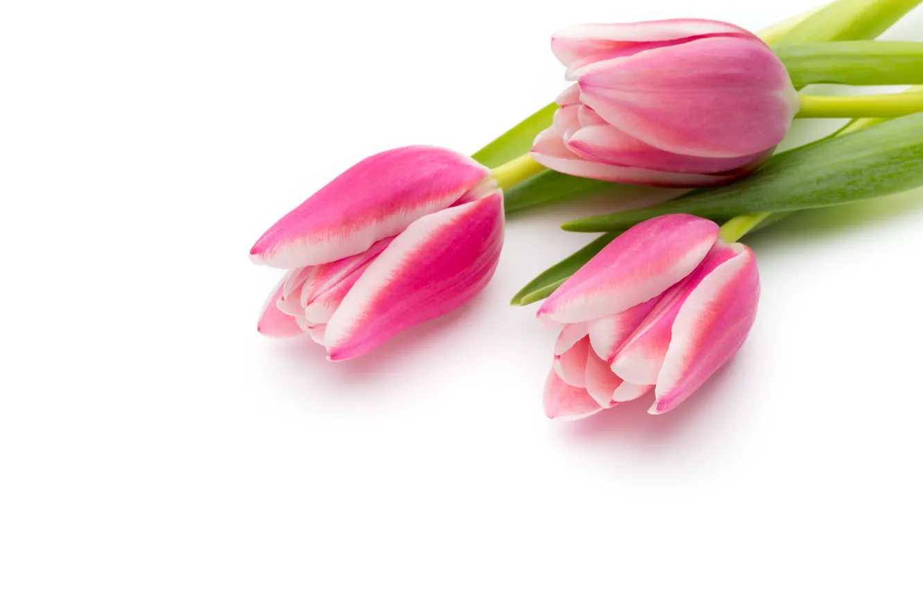 Фото обои цветы, букет, fresh, pink, flowers, beautiful, tulips, розовые тюльпаны