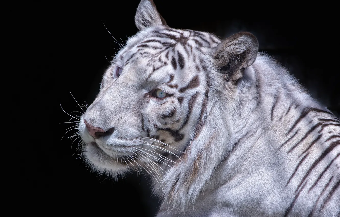 Фото обои морда, темный фон, белый тигр, дикая кошка