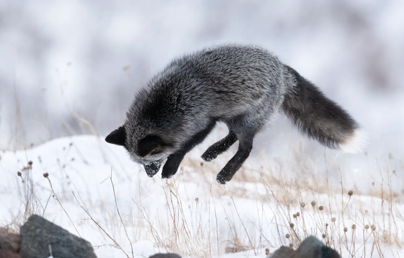 Фото обои зима, снег, прыжок, лиса, Чернобурая лисица
