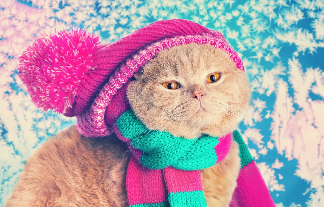 Фото обои кошка, кот, шапка, шарф