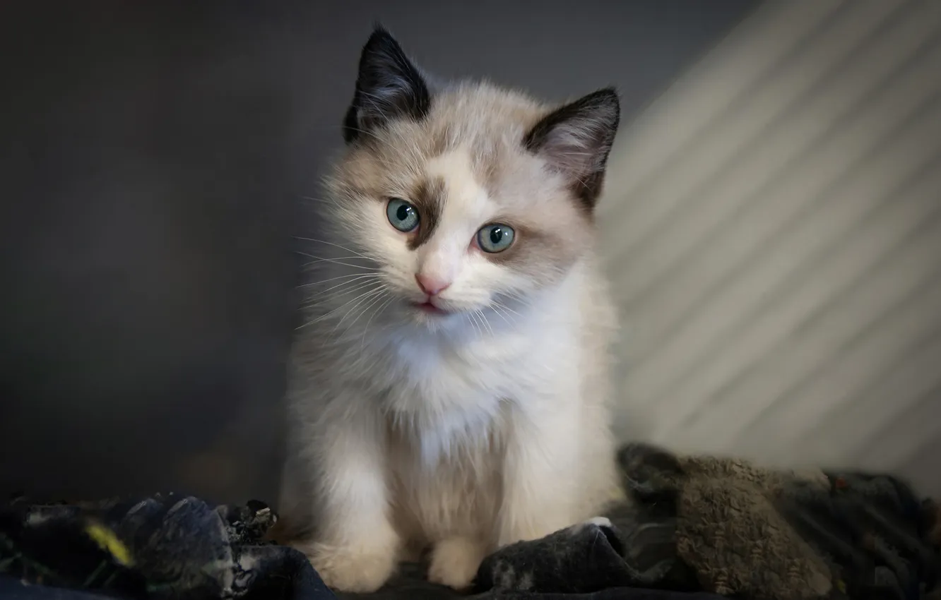 Фото обои кошка, белый, взгляд, свет, поза, котенок, стена, ткань
