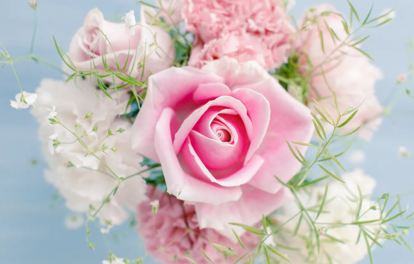 Фото обои цветы, красивая, flowers, beautiful, Розовая роза, Pink rose