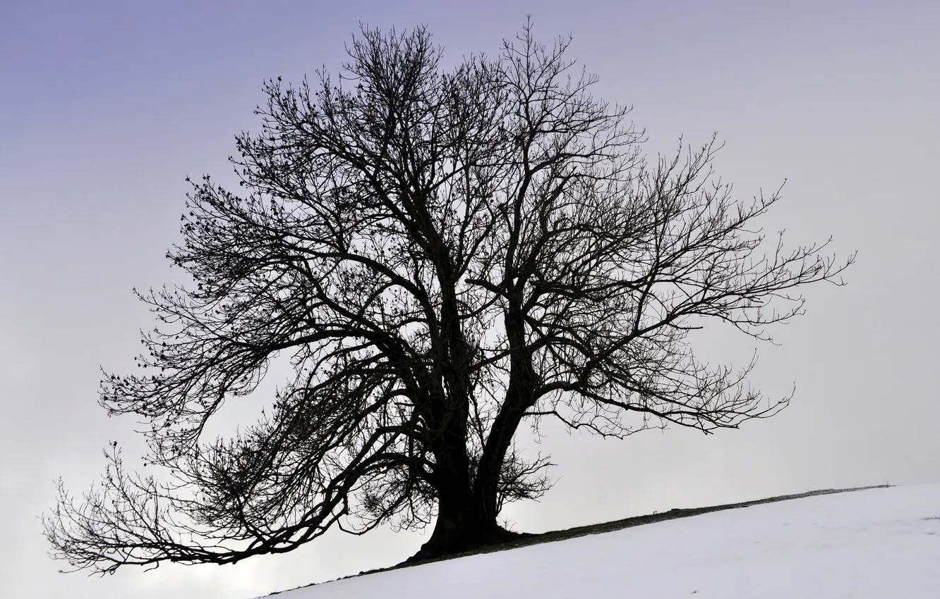 Фото обои зима, снег, дерево, крона