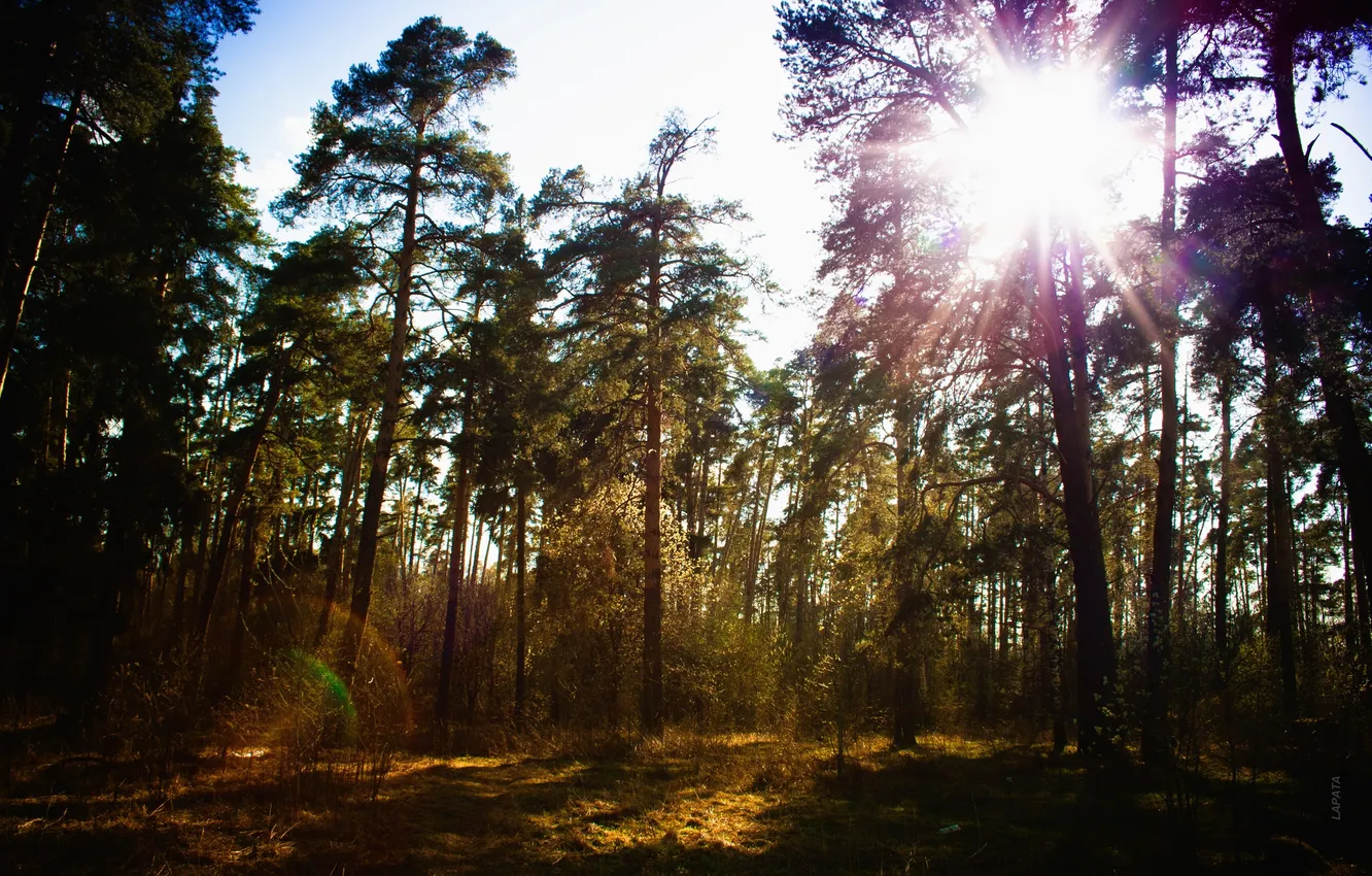 Фото обои лес, небо, солнце, деревья, сосны