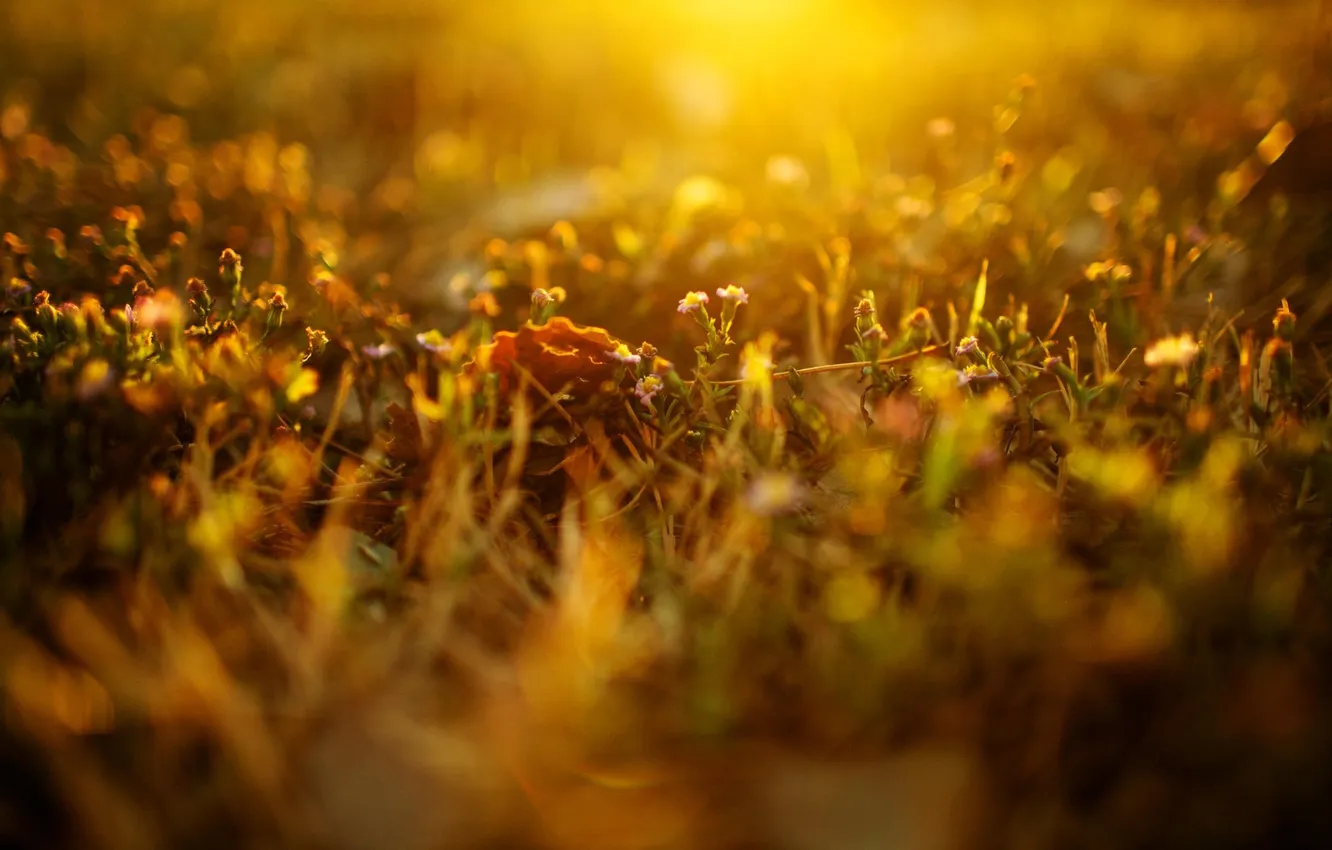 Фото обои трава, цвета, солнце, лучи, свет, цветы, природа, фото