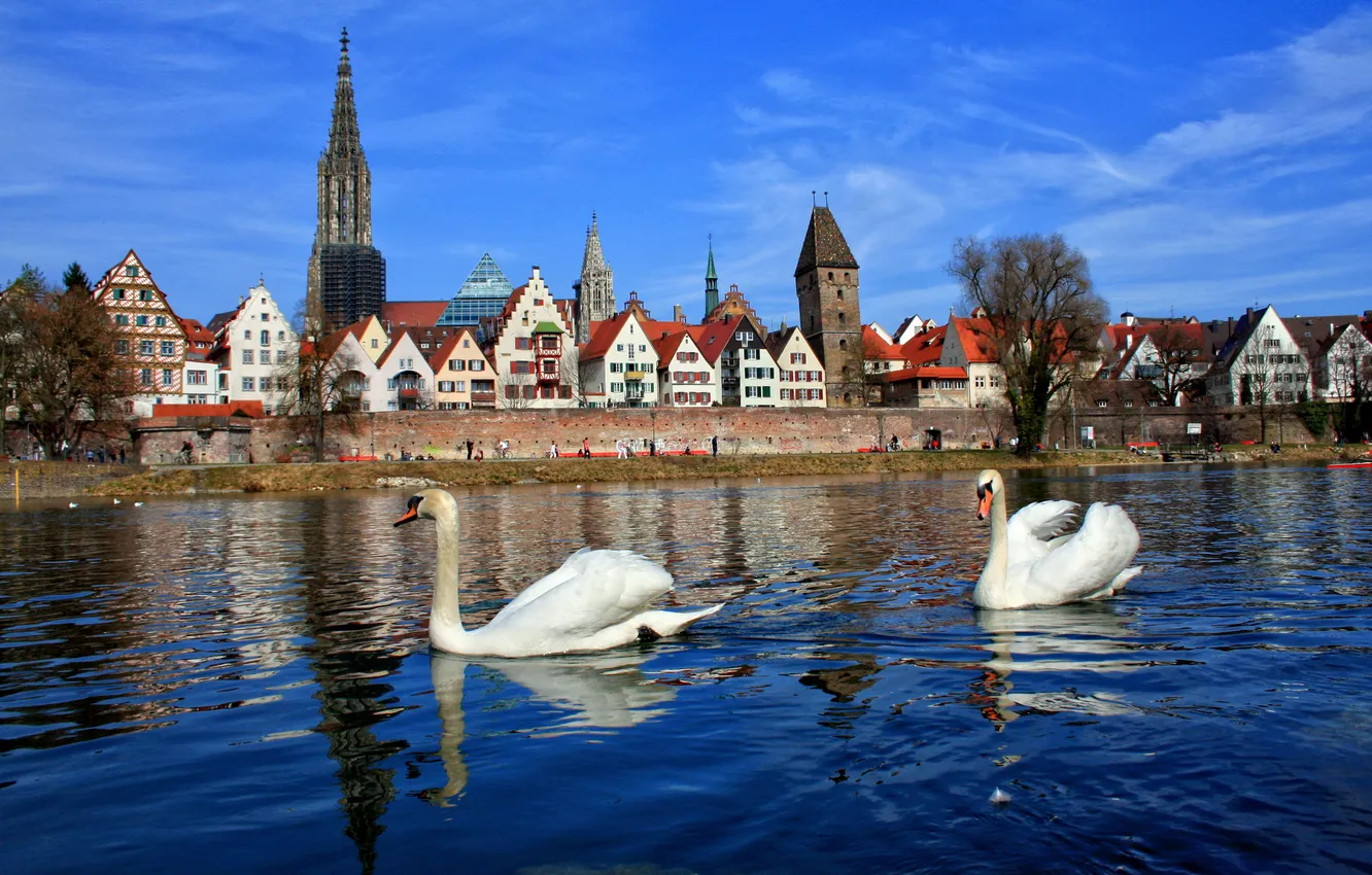 Фото обои город, река, дерево, дома, Германия, Бавария, лебеди, Ной-Ульм