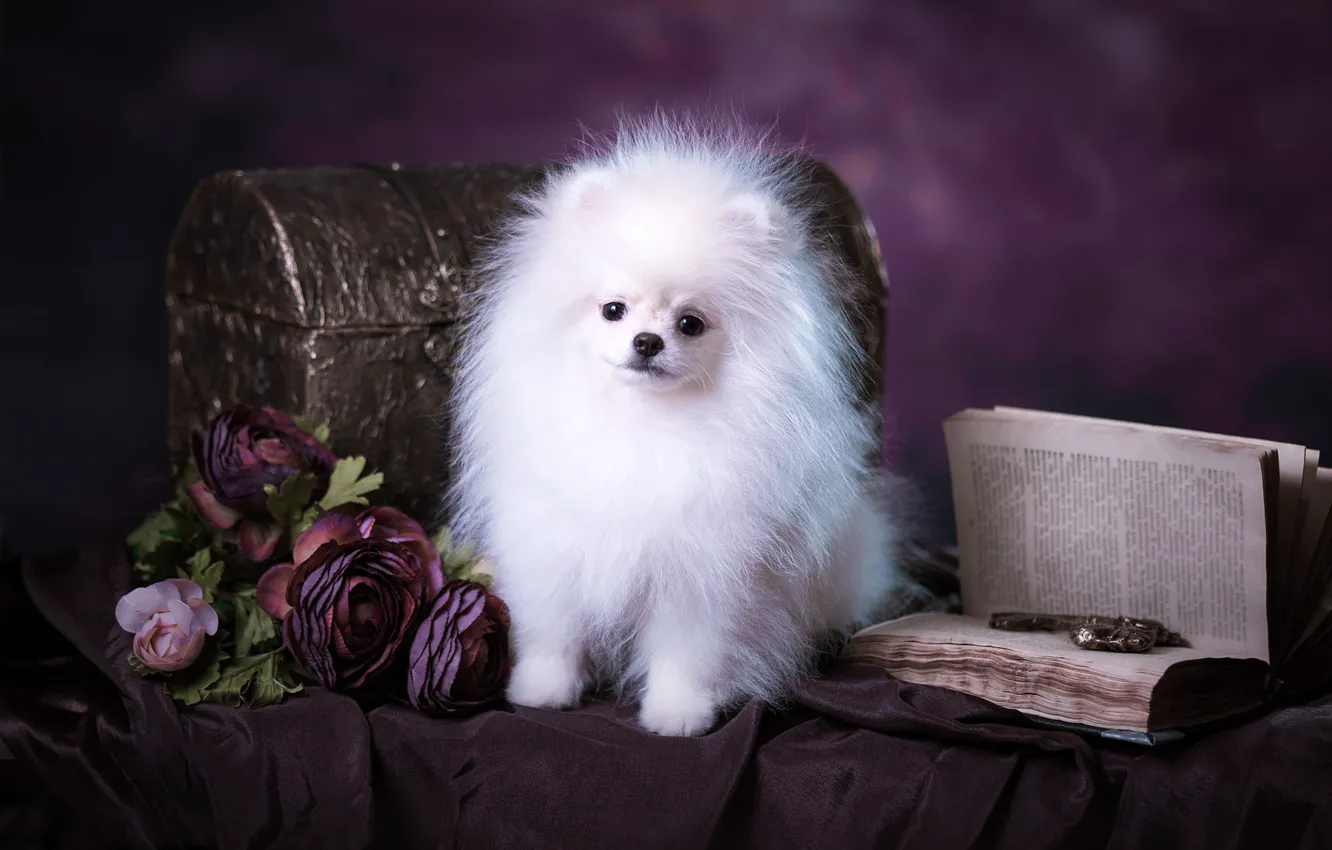 Фото обои белый, фиолетовый, взгляд, поза, фон, собака, букет, пушистый