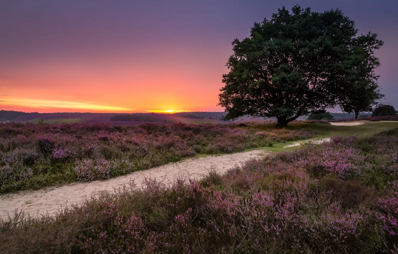 Фото обои пейзаж, природа, дерево, рассвет, утро, дорожка, травы, Нидерланды