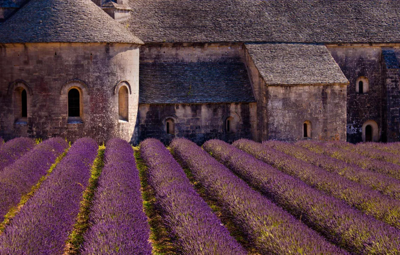Фото обои Франция, лаванда, плантация, аббатство Сенанк