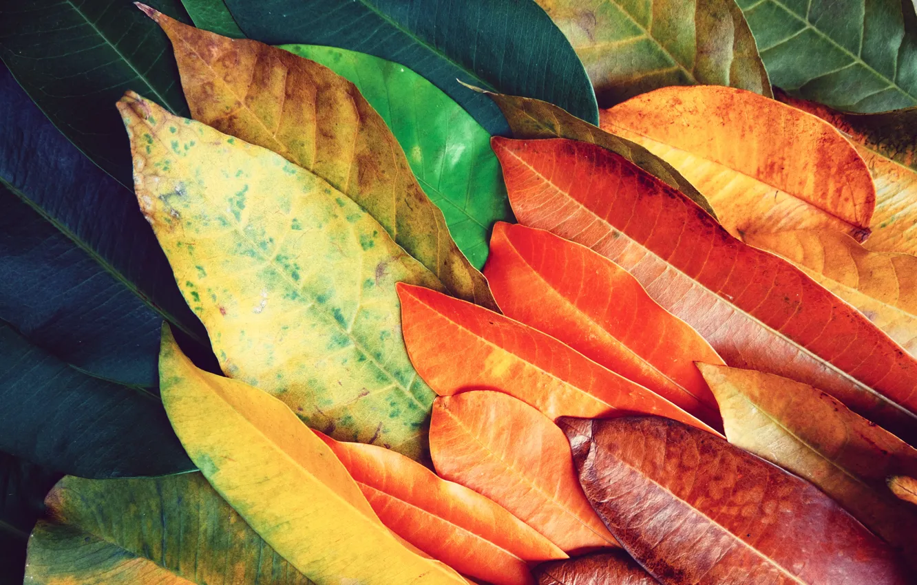 Фото обои листья, фон, colorful, texture, background, leaves