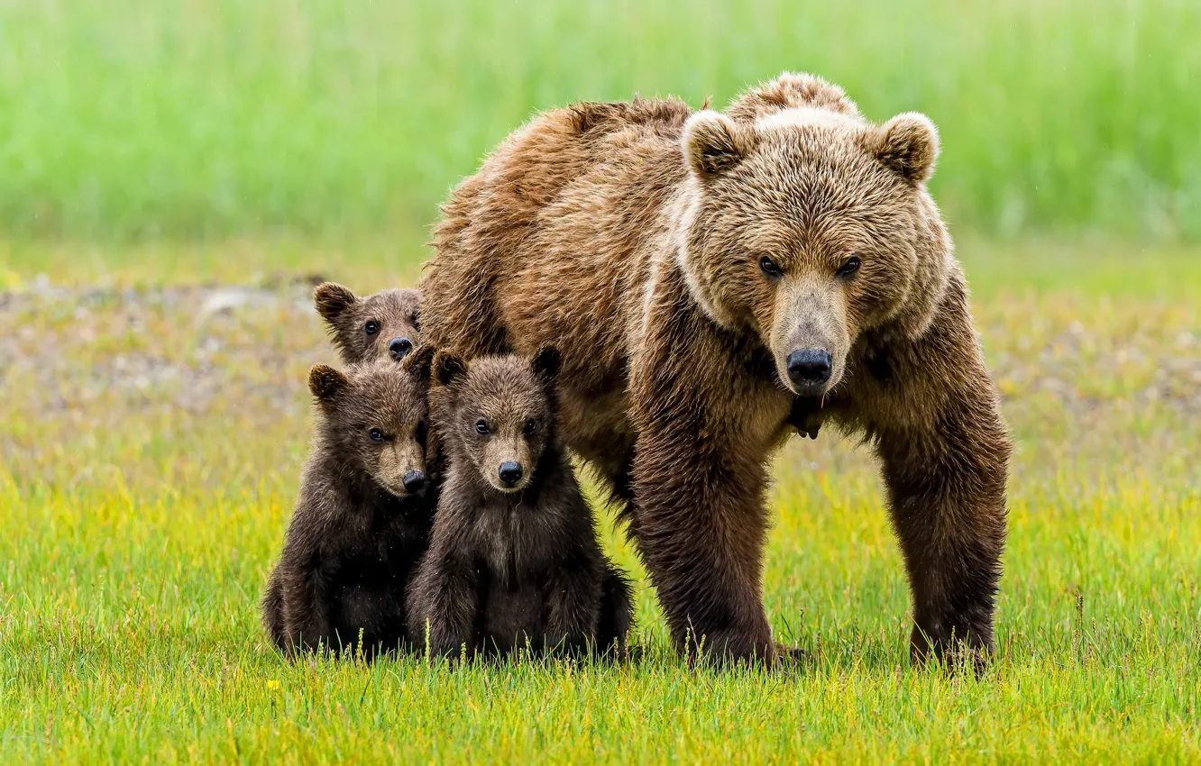 Фото обои взгляд, медведь, медведи, малыши, медвежата, мама, медведица, суровая