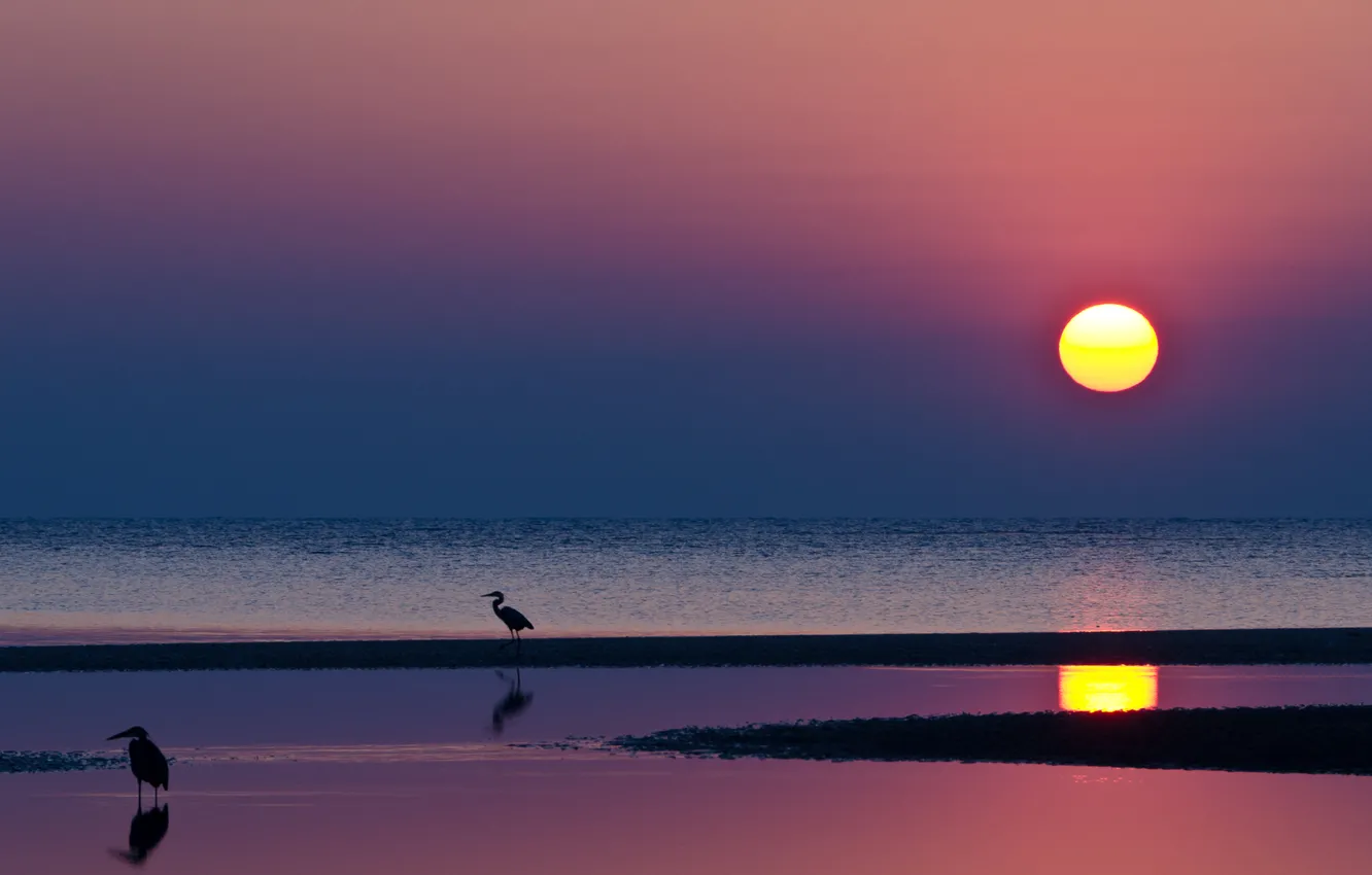 Фото обои море, вода, солнце, птица, побережье
