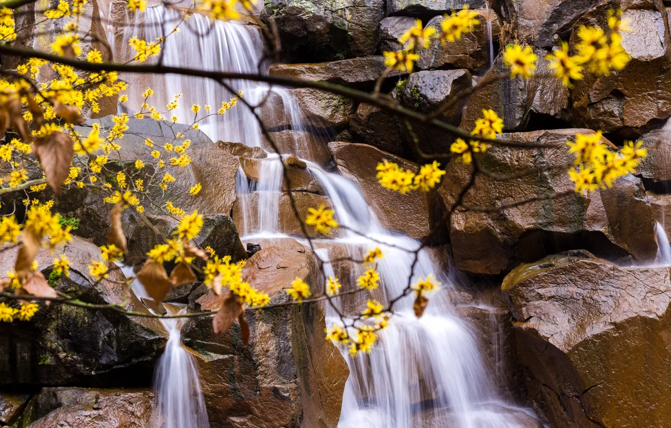 Фото обои цветы, ветки, природа, камни, водопад
