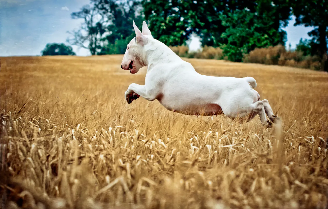 Фото обои поле, прыжок, собака
